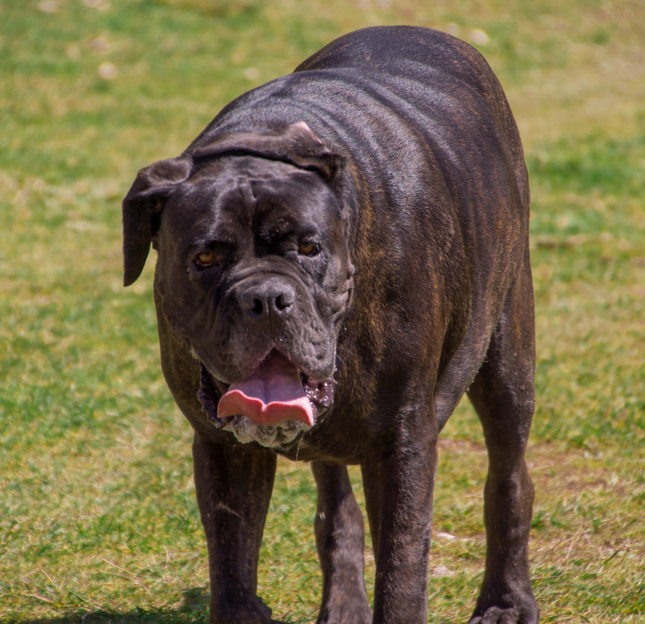 top 95+ Pictures picture of a mastiff dog Stunning