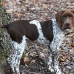 Braque Francais – Dog Breed Information and Pictures