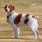 Brittany – Dog Breed Information and Pictures