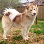 Canadian Eskimo Dog – Dog Breed Information and Pictures