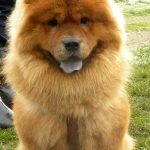 Chow Chow – Dog Breed Information and Pictures