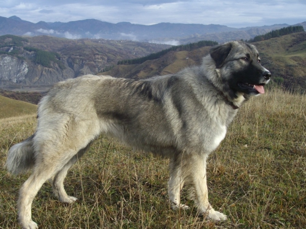 Caini Ciobanesti De Bucovina Ciobanesc de Bucovina – Dog Breed Information and Pictures | Livelife