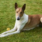 Collie (Smooth) – Dog Breed Information and Pictures