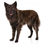 Dutch Shepherd – Dog Breed Information and Pictures