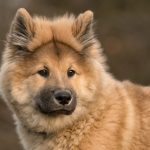 Eurasier – Dog Breed Information and Pictures