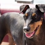 Manchester Terrier – Dog Breed Information and Pictures