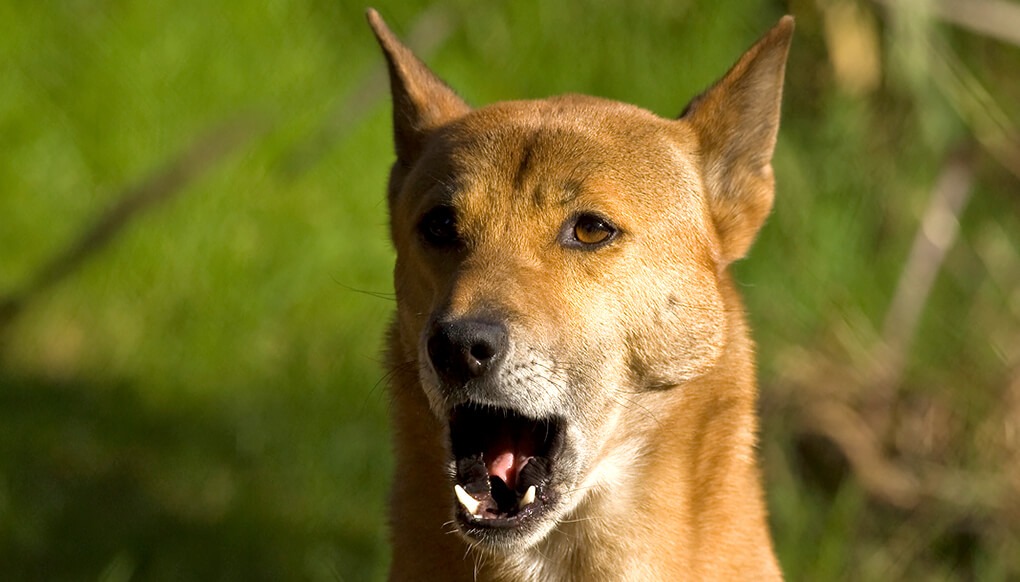 are new guinea singing dog aggressive