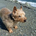 Norwich Terrier – Dog Breed Information and Pictures