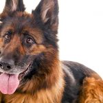 Old German Shepherd Dog – Dog Breed Information and Pictures