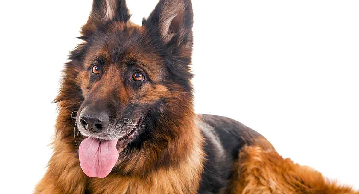 old-german-shepherd-dog-dog-breed-information-and-pictures-livelife