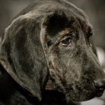 Plott Hound – Dog Breed Information and Pictures