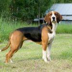 Polish Hound – Dog Breed Information and Pictures