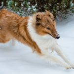 Rough Collie – Dog Breed Information and Pictures