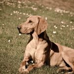 Segugio Italiano – Dog Breed Information and Pictures