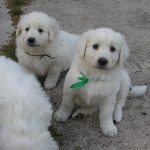 Slovak Cuvac – Dog Breed Information and Pictures