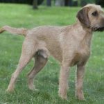 Styrian Coarse Haired Hound – Dog Breed Information and Pictures