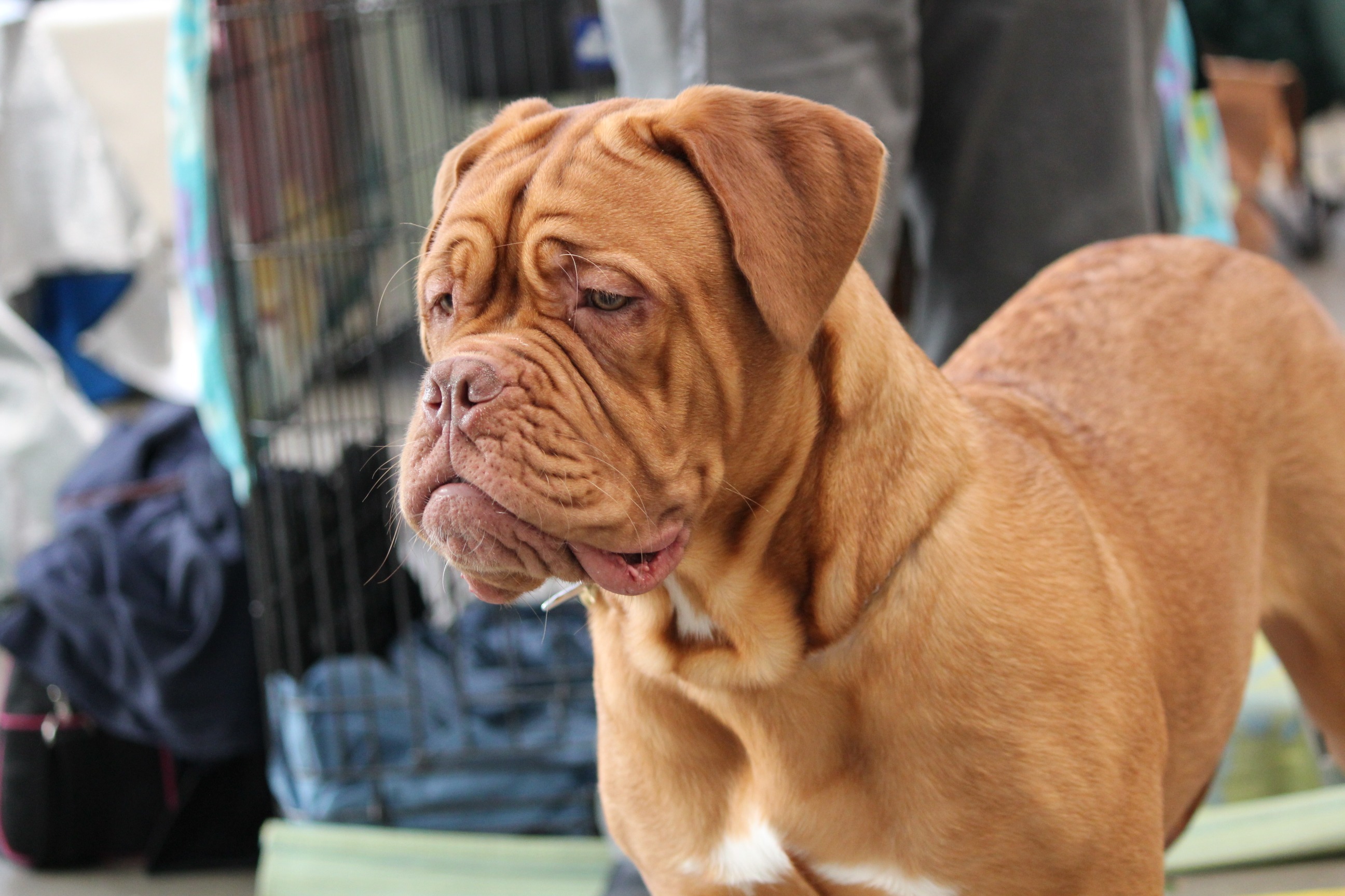 the-dogue-de-bordeaux-dog-breed-information-and-pictures-livelife