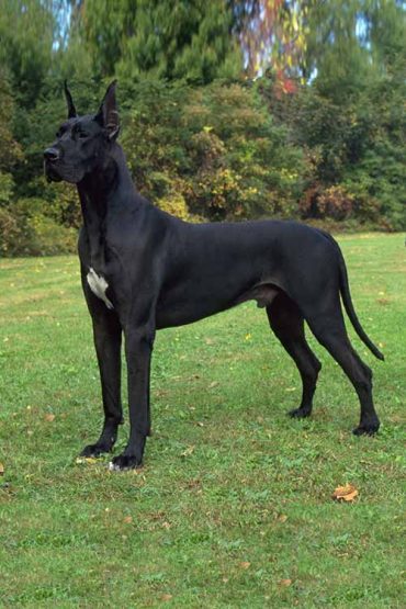 The Great Dane – Dog Breed Information and Pictures | Livelife