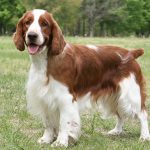 Welsh Springer Spaniel – Dog Breed Information and Pictures