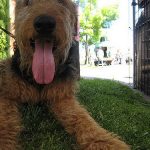 Airedale Terrier – Dog Breed Information and Pictures