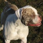 Alapaha Blue Blood Bulldog – Dog Breed Information and Pictures