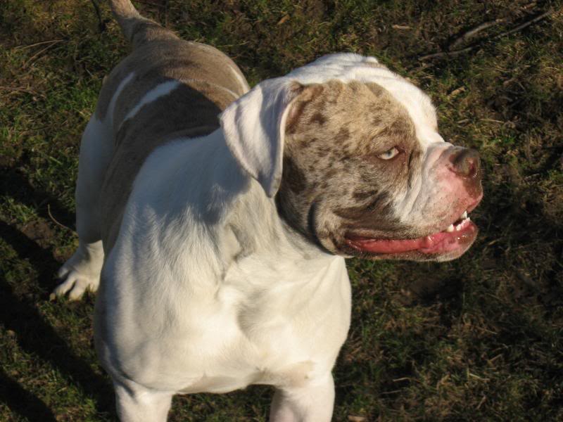 alapaha-blue-blood-bulldog-dog-breed-information-and-pictures-livelife