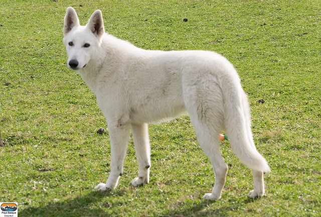 Berger Blanc Suisse – Dog Breed Information and Pictures | Livelife