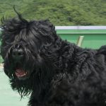 Black Russian Terrier – Dog Breed Information and Pictures