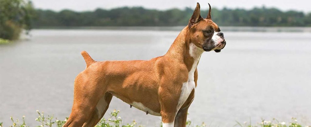 boxer dog breed infomation