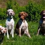 Braque du Bourbonnais – Dog Breed Information and Pictures