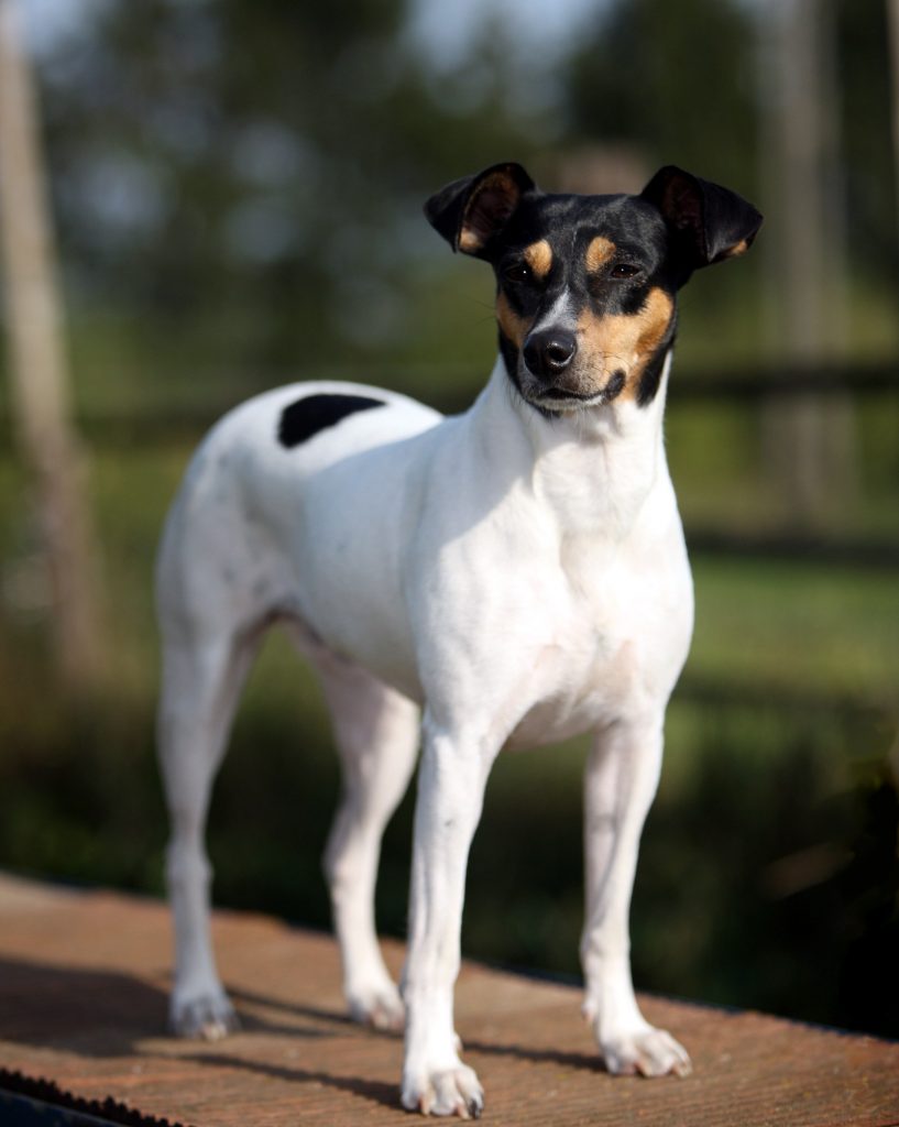 Chilean Fox Terrier – Dog Breed Information and Pictures | Livelife