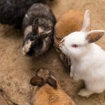 Rabbit Facts & Info