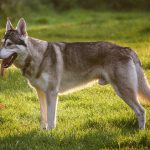 Northern Inuit Dog – Dog Breed Information and Pictures