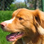 Nova Scotia Duck-Tolling Retriever – Dog Breed Information and Pictures