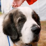 Pyrenean Mastiff – Dog Breed Information and Pictures