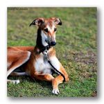 Sloughi – Dog Breed Information and Pictures