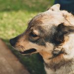 Swedish Vallhund – Dog Breed Information and Pictures