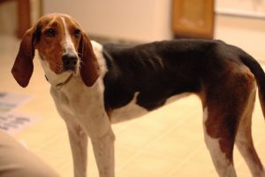 coonhound