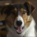 Welsh Sheepdog – Dog Breed Information and Pictures