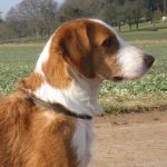 Westphalian Dachsbracke – Dog Breed Information and Pictures