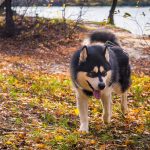 Alaskan Malamute – Dog Breed Information and Pictures