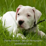 Argentine Dogo – Dog Breed Information and Pictures