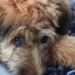 Briard – Dog Breed Information and Pictures