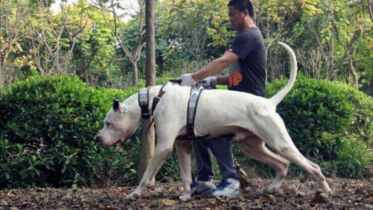 bully-kutta-dog-breed-information-and-pictures-livelife