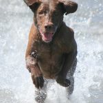 Chesapeake Bay Retriever – Dog Breed Information and Pictures