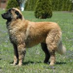 Estrela Mountain Dog – Dog Breed Information and Pictures