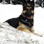 German Shepherd Dog – Dog Breed Information and Pictures