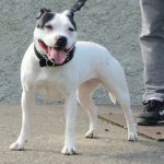 Irish Staffordshire Bull Terrier – Dog Breed Information and Pictures