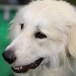 Maremma Sheepdog – Dog Breed Information and Pictures