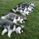 Miniature Siberian Husky – Dog Breed Information and Pictures